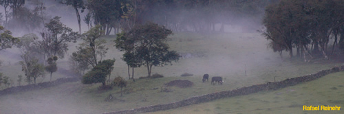 Neblina Verde II