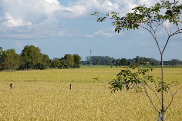 Campo e Árvore