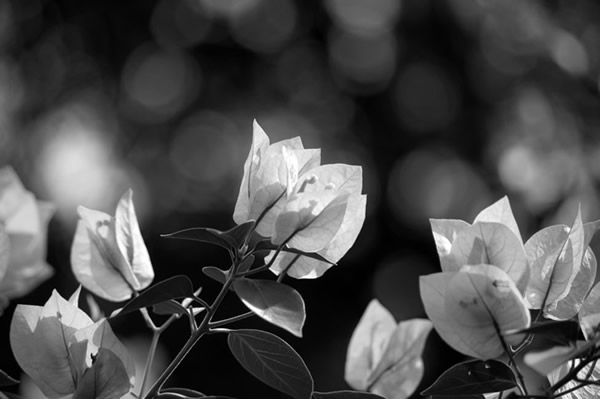 Flor Cor de Rosa PB