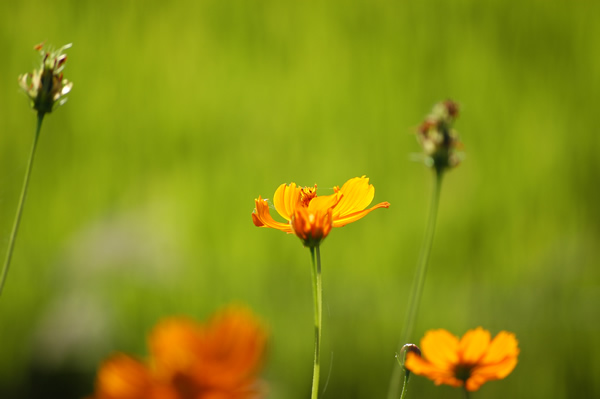 Flor Laranja