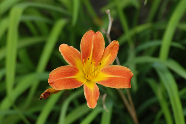 Flor Simplicíssima