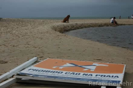 Proibido cão na praia