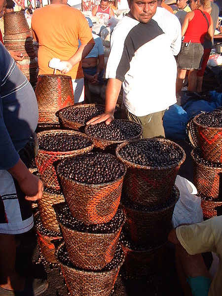 Açaí, o superalimento